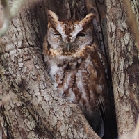 Eastern Screech-Owl